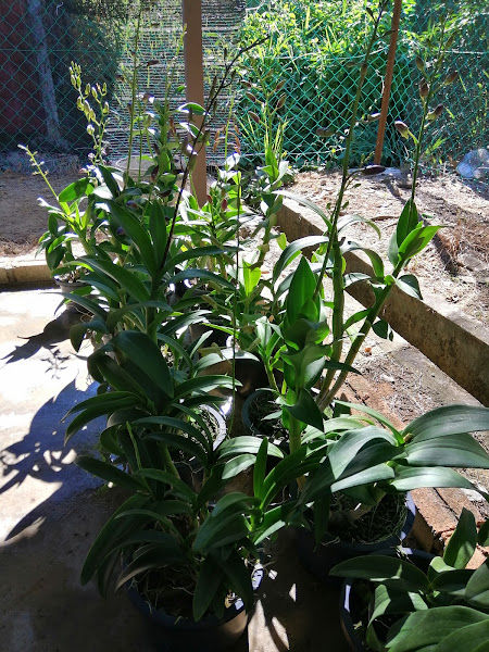 Nursery Zlex Enterprises gallery