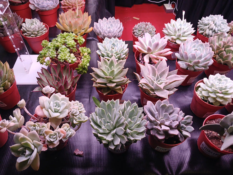 Cactus Boy Nursery @ Citta Mall (Balcony Level 3) gallery