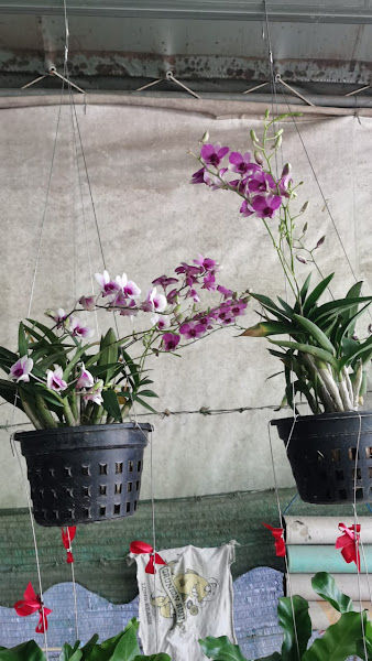 Nursery House Betong gallery