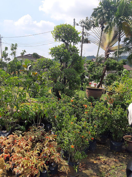 Cempaka Nursery (Eco Garden Centre) gallery