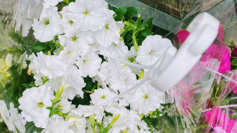 Aishah Nursery gallery