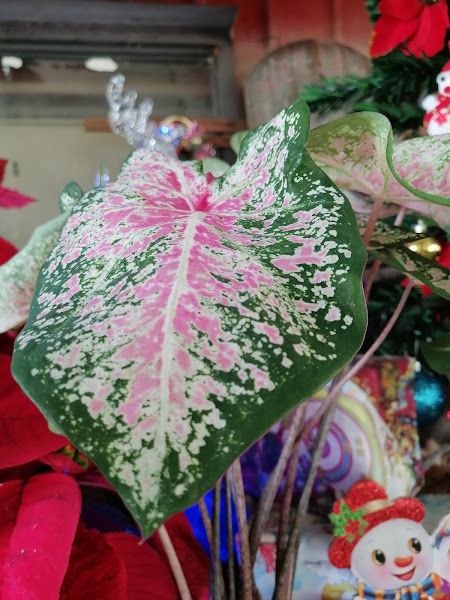 Lutie Nursery gallery