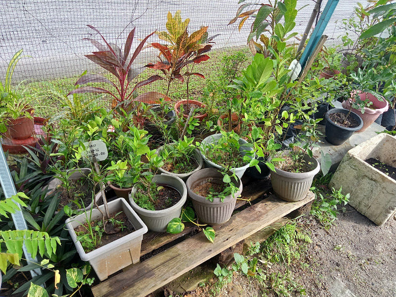 Nurseri Gugusan Manjoi gallery