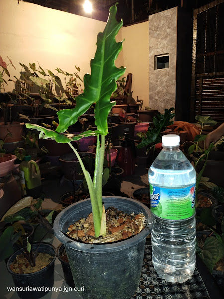 laman herba suria gallery