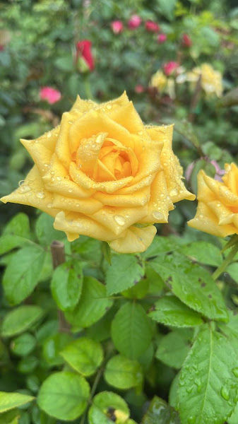 Ladyfarmer's Nursery gallery