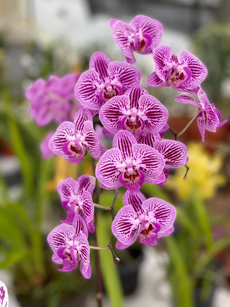 Orchid Life Horticulture Nursery gallery