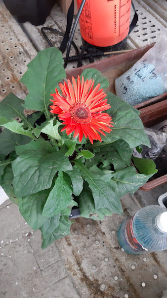 Cintaz Nursery gallery