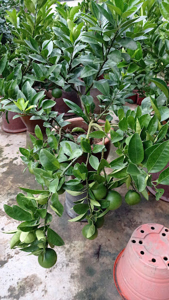 SK2 LANDSCAPE SDN BHD gallery