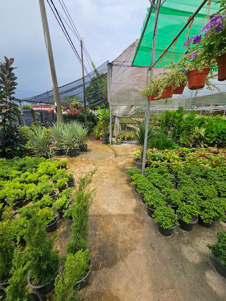 Metas Trading gallery