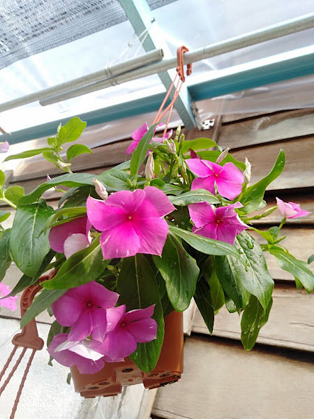 Ammara Garden gallery