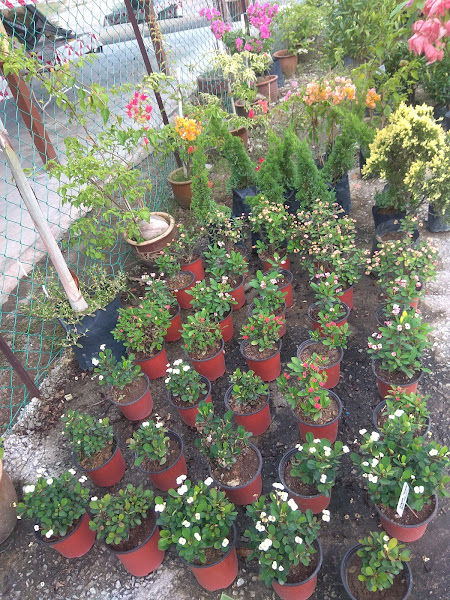 Ejies Pro Nursery gallery