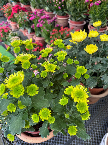 Lukut Red Pot Trading gallery