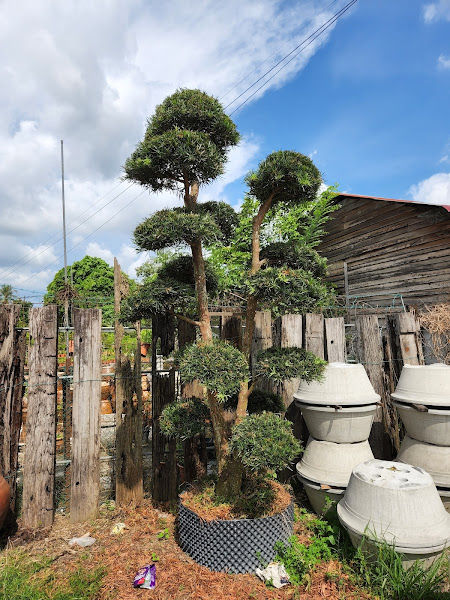 Semaian Seni Hijau gallery