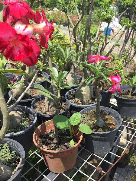 Sugumar Landscape & Nursery gallery