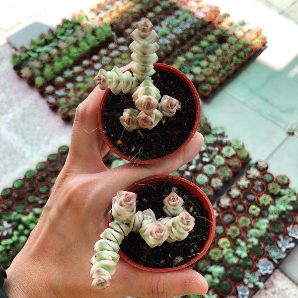 Succulent Shop gallery