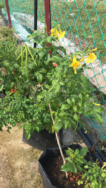 Stingless Bees Plant gallery