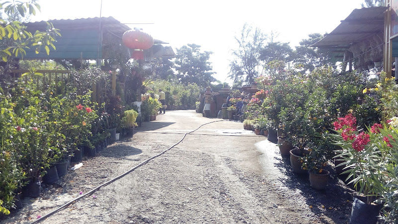 Hasimah Nursery Lot 51& 52 gallery