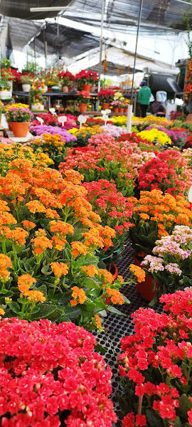 Hock Loke Siew Nursery gallery