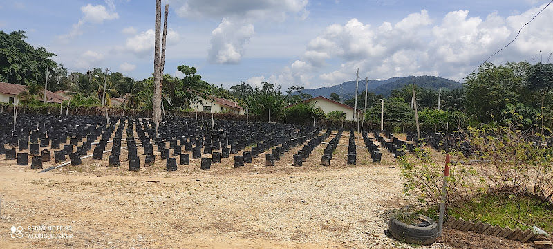 Tapak Semaian Felda Technoplant Sdn Bhd gallery