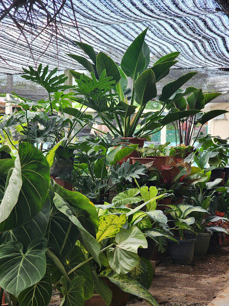 Grootz Nursery gallery