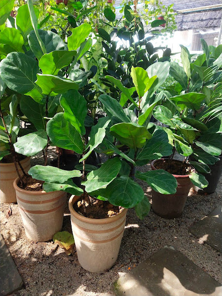 Bertam Nursery gallery