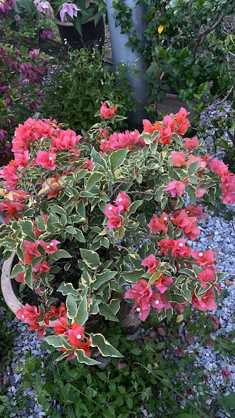 Ros Garden Nursery gallery