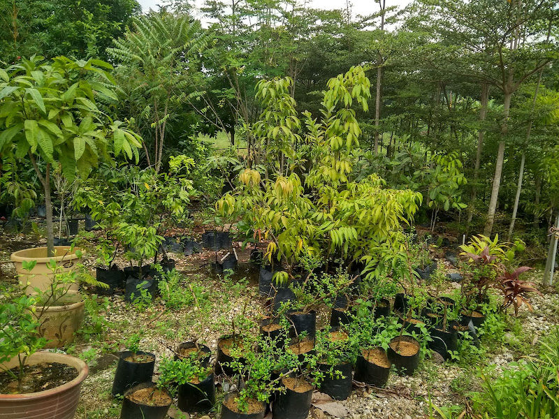 Jijan Nursery gallery