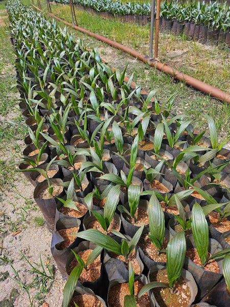 Air Hitam Nursery Sdn Bhd