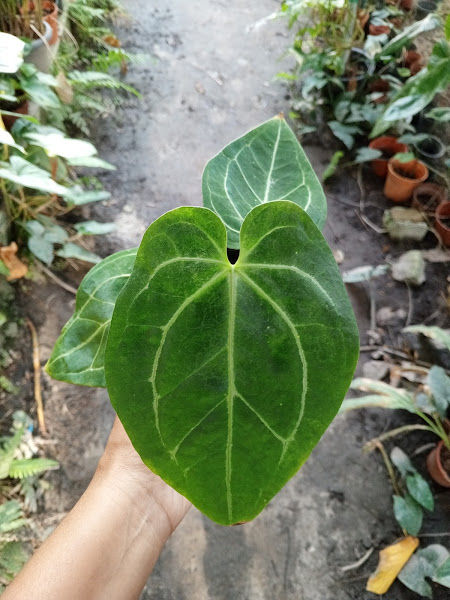 Delisha Nursery gallery