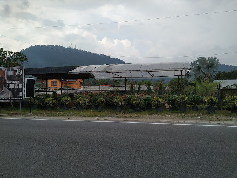 SEMAIAN KINARI gallery