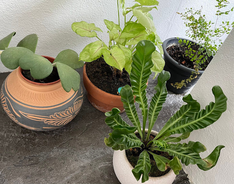 Seng Huat Nursery gallery