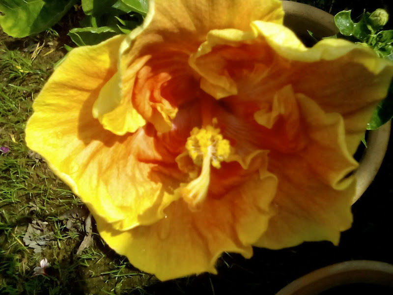 D Laman Kampong Nursery gallery