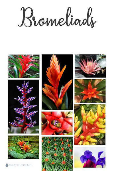 ED'Garden Bromeliad gallery