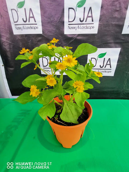 D'ja Nursery Ipoh gallery