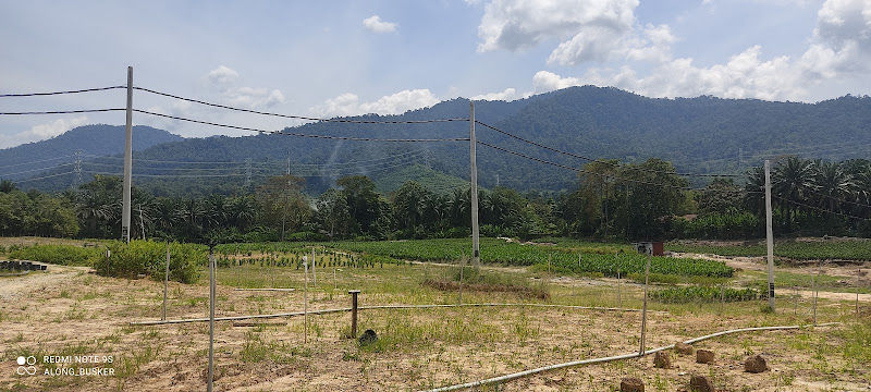 Tapak Semaian Felda Technoplant Sdn Bhd gallery
