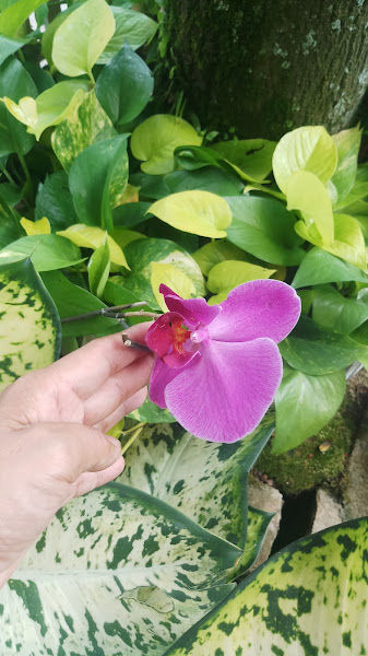 Rimbun Mahligai Nursery gallery