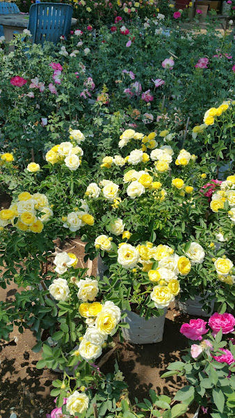 English Rose Mami Yawinscha gallery