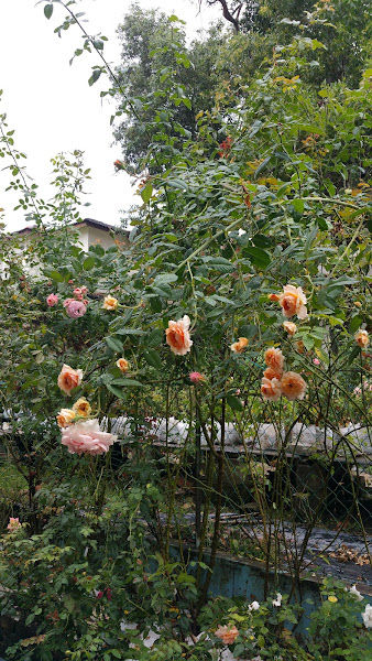 English Rose Mami Yawinscha gallery