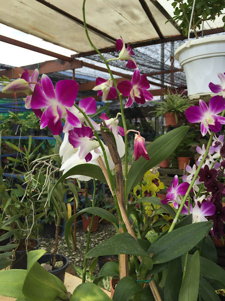 Sugumar Landscape & Nursery gallery