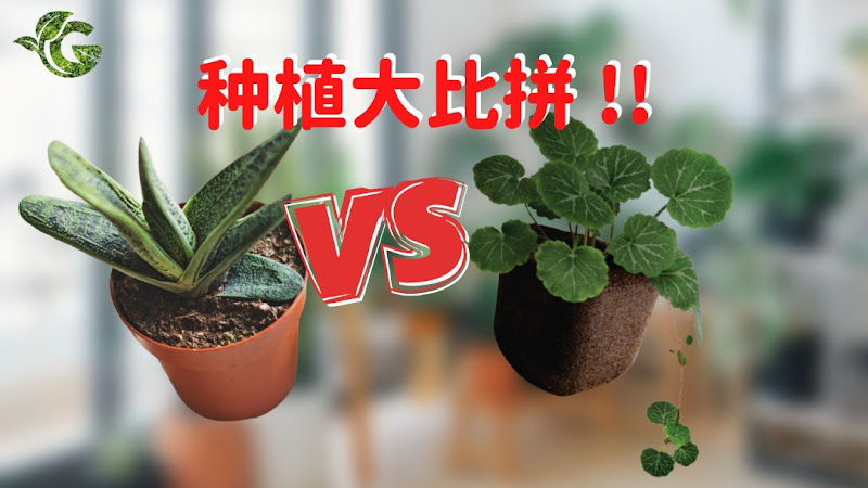 Greenovation gallery