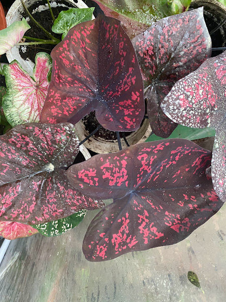 Ros Garden Nursery gallery