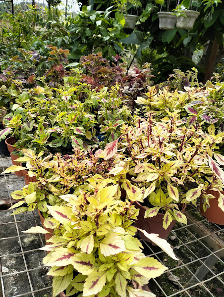 NORMADINAR NURSERY gallery