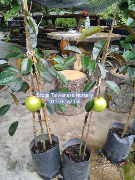 Broga Taiwanese Nursery Malaysia大马台湾黄金果苗园