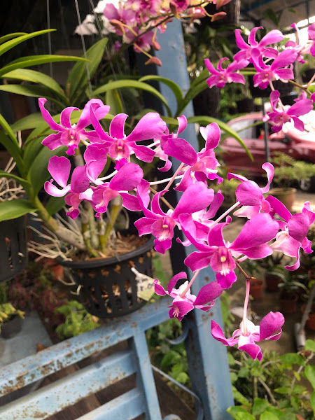 Rancak Nursery gallery