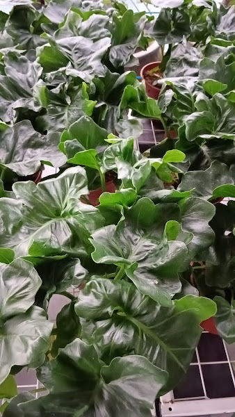 FigFarm Agro Nursery & Cafe