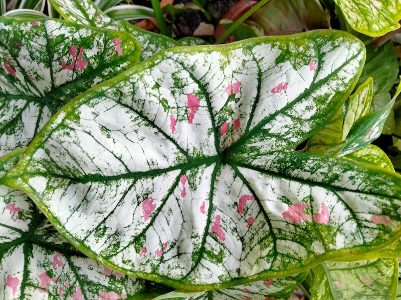 MyGarden Store, Ipoh