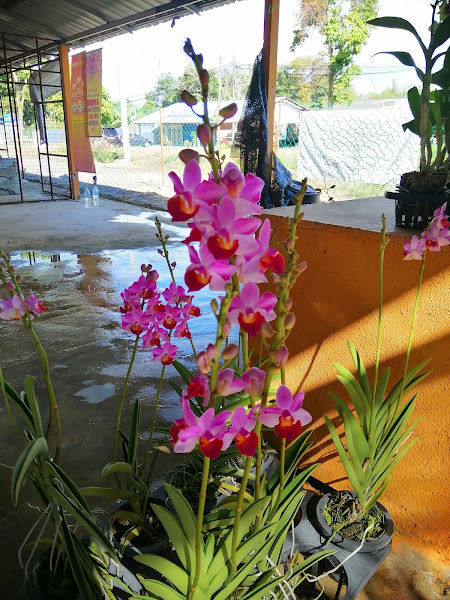 Nursery Zlex Enterprises gallery