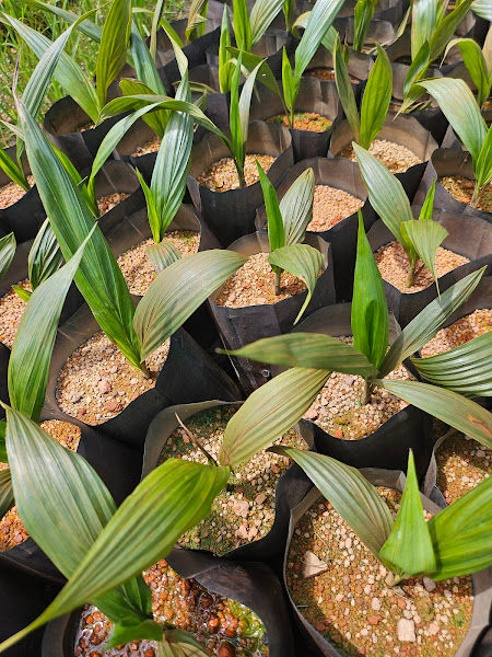 Air Hitam Nursery Sdn Bhd gallery