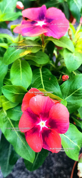 Pi Lik Nursery Trading Co. gallery