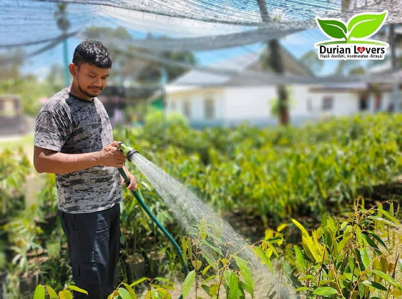 Nurseri Durian Lovers gallery